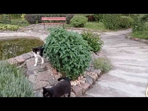 KOTKI - w ogrodzie Miczurina : zadbany , ciągle upiększany - kotki bardzo lubią : 24.06.2020/20:52