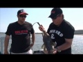 Shallow trolling for Flathead with Balista Shallow trolling for Flathead with Balista