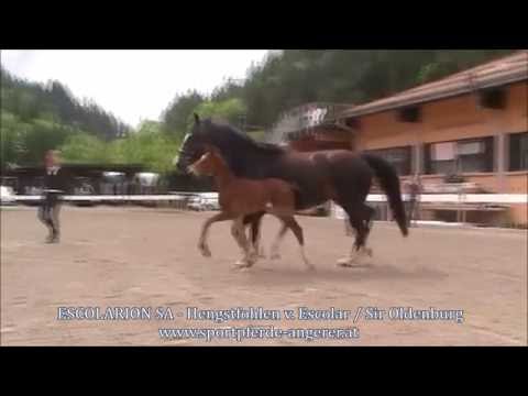 Hengstfohlen v. Escolar x Sir Oldenburg *for sale* (Foal / Colt)