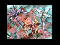 Sousei no Aquarion - Genesis of Aquarion OP 1 ...