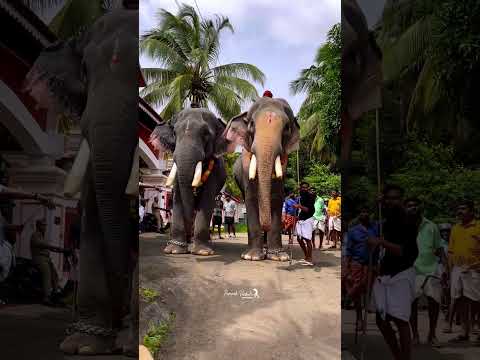 രാമനും ദാസപ്പനും ❤️‍🔥 നിലവ് 🔥 Thechikottukavu Brothers | Raman | Devidasan