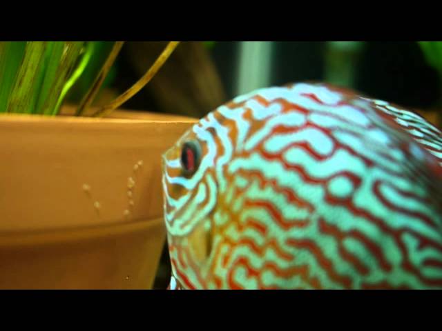 Discus spawning in planted community tank