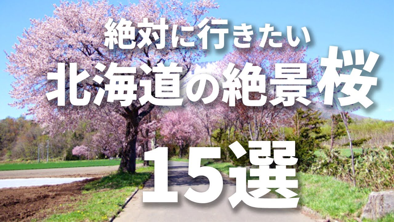 【完全保存版】絶対に外せない北海道の絶景桜スポット15選　【お花見】