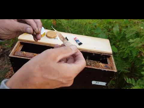 Märkning av drottning med nummerbricka