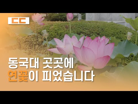 동국대 곳곳에 연꽃이 피었습니다