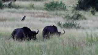 African Buffalos Up Close in THEIR Natural Home🤗💯