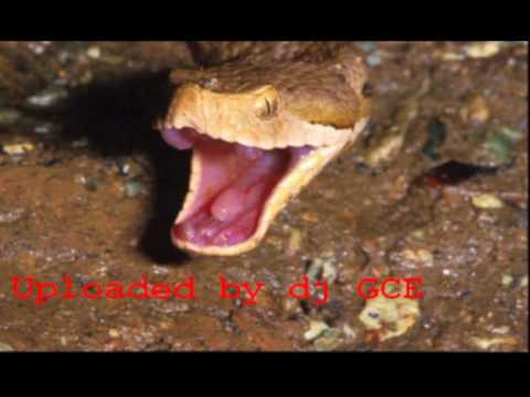 Dj The Viper - Be Hurt!