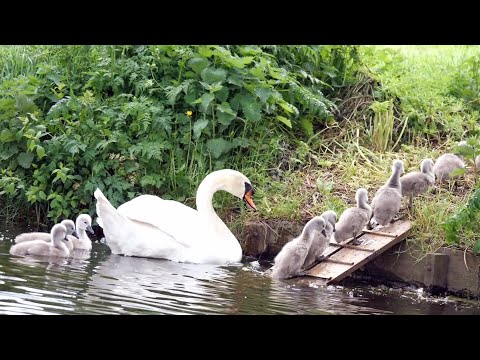 Mute Swan Family with 10 Cygnets Crossing the Road