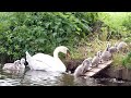 Mute Swan Family With 10 Cygnets Crossing The Road
