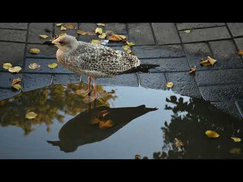 Der Andere Advent 2025/26 - Wasserfarben