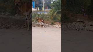 pity of this dog 😭