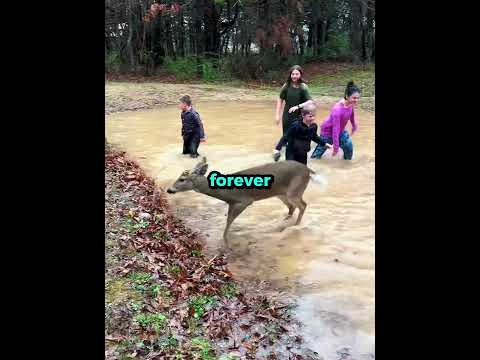 This Friendly Deer Joined The Kids At Play 🥹