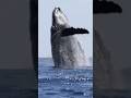 DANGER Or DELIGHTFUL Sailing With Whales