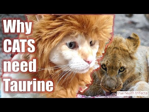 What is TAURINE and Why Do Cats NEED it? (Part 1 of 3) - Raw Cat Food / Cat Lady Fitness