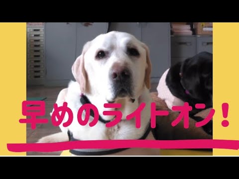 ワンワンU・x・Uお悩み相談室5️⃣5️⃣〜福井市「コスケくん」#早めのライトオンで安全に💡