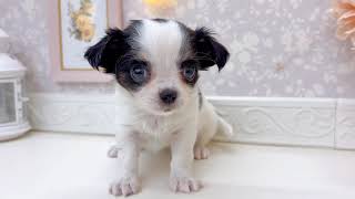 チワワ(ロング)の動画01