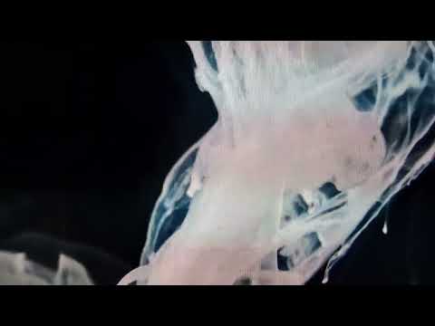 Pussycat  Walter Nita Mississippi