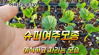 슈퍼여주모종 이식 하고 자라는 모습