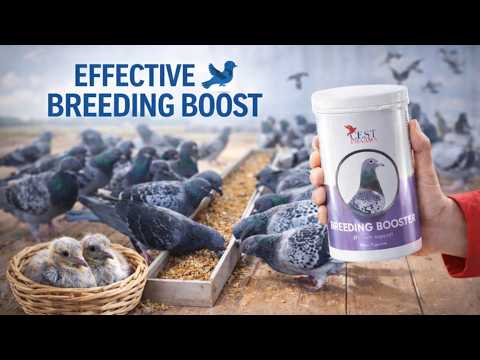 The Complete Reproduction Support Racing Pigeons Need | NEW | Breeding Booster – Cest Pharma 🕊️