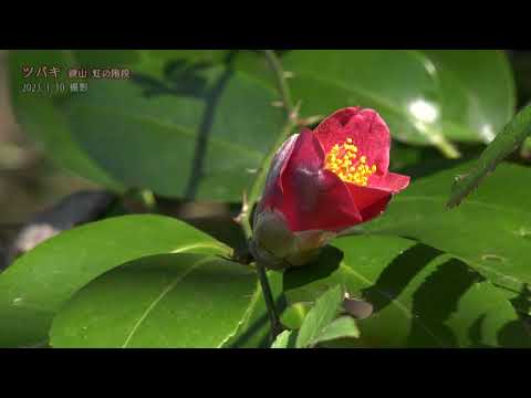 【佐賀県唐津市の風景：4K映像】鏡山 虹の階段に咲くツバキ [鏡山](令和5年1月10日撮影）