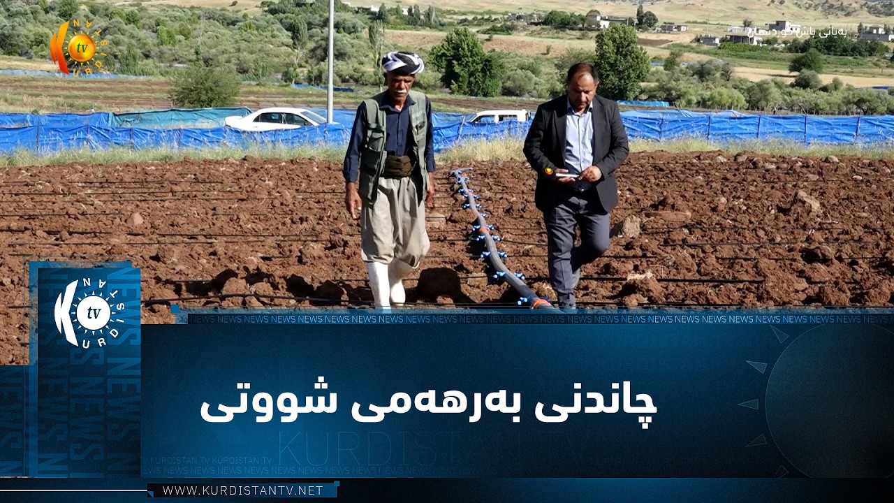 ڤیدیۆ | سیدەکان  ..  چاندنی بەرهەمی شووتی