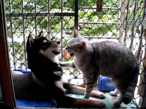 普喜將煩貓->貓咬普喜將(原發表者:普喜將)(影片)