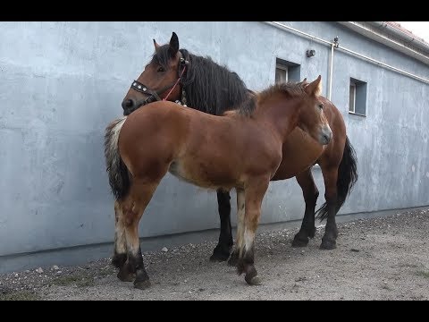 Iapa cu manz, rasa Semigreu Romanesc 2018