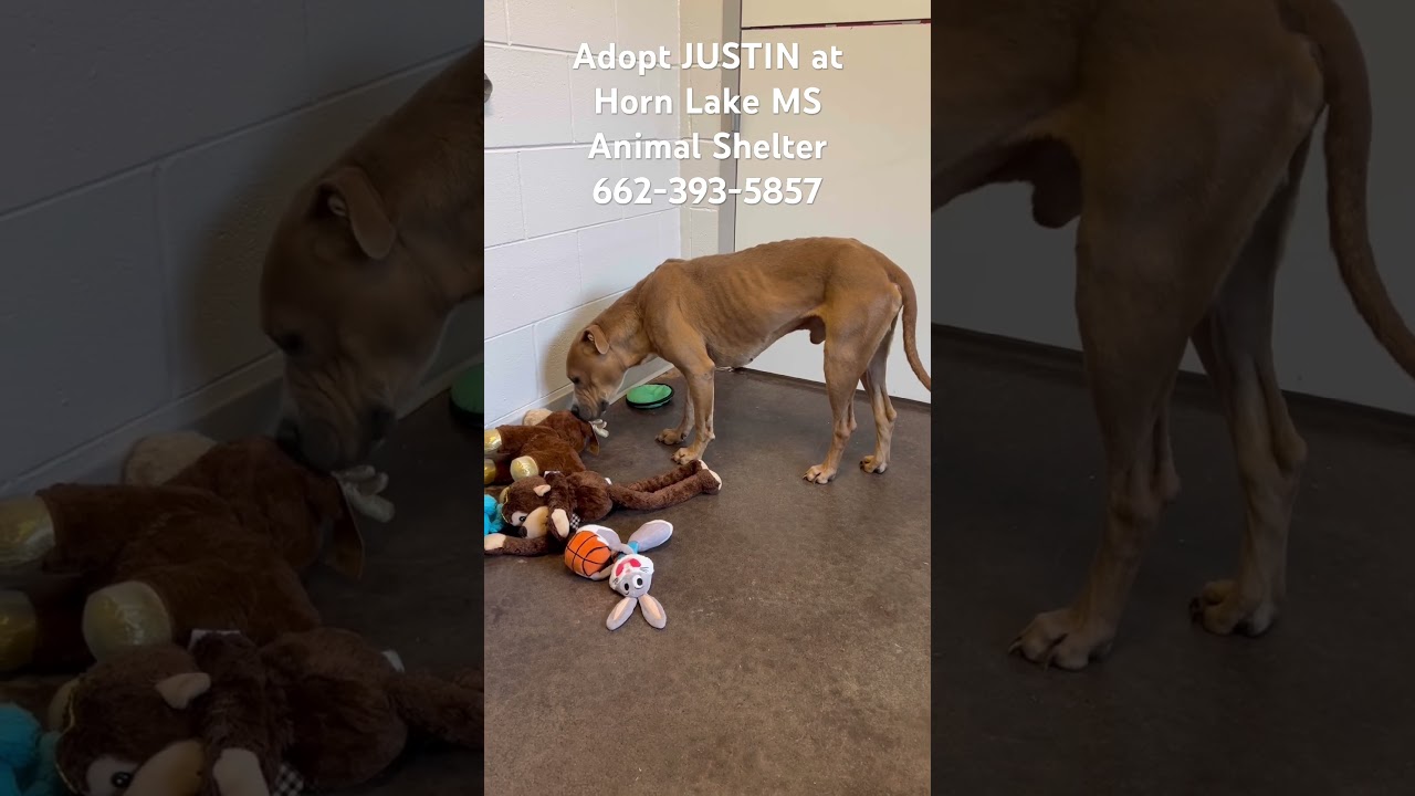 Enlarge Justin, a ADOPTABLE mixed breed in Horn Lake, MS video 6/6