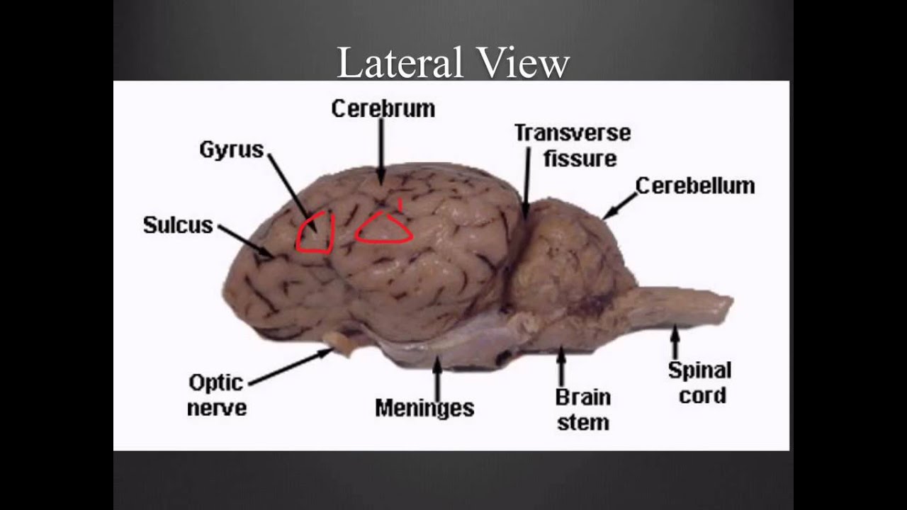 Sheep Brain Dissection Guide