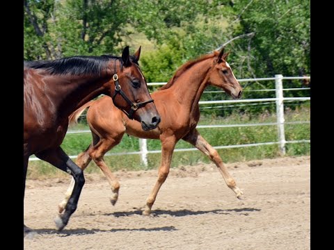 SF Fuerst Clue Summer 2016