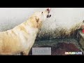 Suri Comedy What S App Status Tamil Funny Videos What App Status Tamil