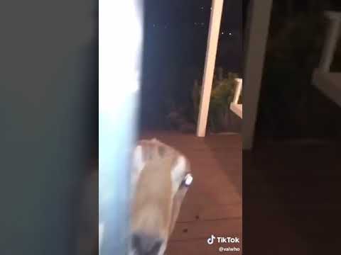 image-Are LaMancha goats born without ears?