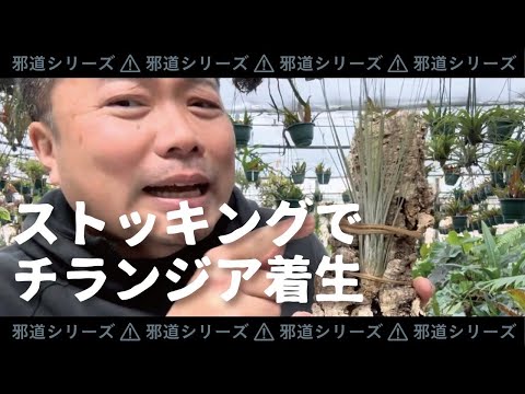 園芸 コルク樫、コルシエ、スーリエ、スーベ、シオール