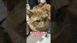 今日のシノさんもカメラは知らんぷり #猫