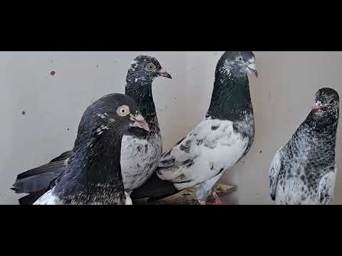 minar wale#teddykabootar #kabootar #kabutar #pigeon #kabootarbazi #teddy