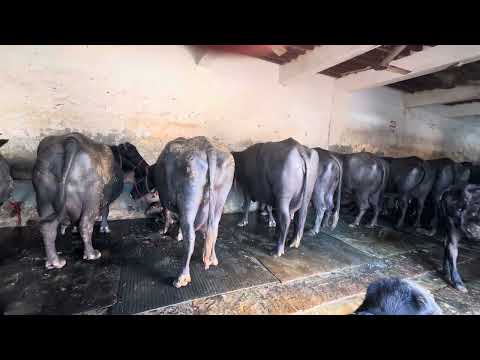 Top Murrah breed ✌️Quality animals👌Dalbir Dairy Farm Gohana 7015307702