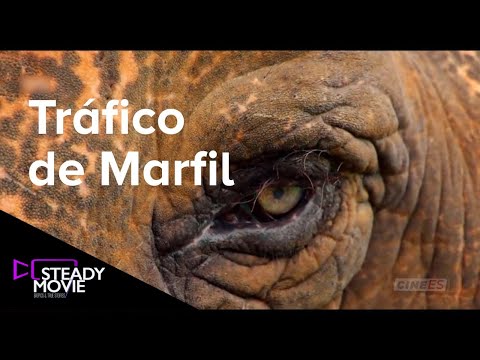 Tráfico de Marfil- Documental en Español - Documentales completos