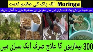 Moringa Benefits|  سوھانجنا کے فائدے | How to Use Moringa Powder or Leaves | Homesensebyrabia