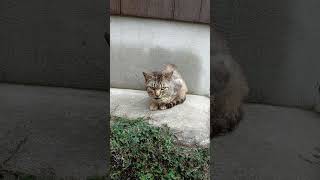 猫に喋りかけられてキレられる　#shorts #short #猫 #cat