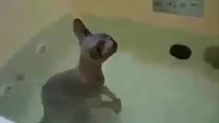 Приколы про кошек 😂😂😂