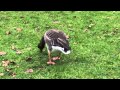 Greylag Goose Graugans Anser anser 