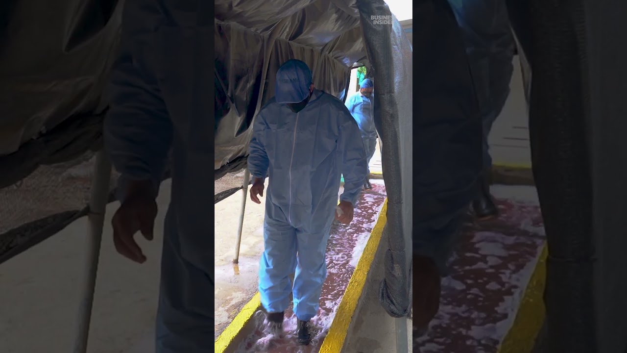 Cavendish #bananas are at risk of extinction due to #fungus unless farm #biosecurity is increased.