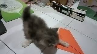 Download lagu Video anak kucing lucu umur 33 hari meong-meong memanggil ibunya mp3