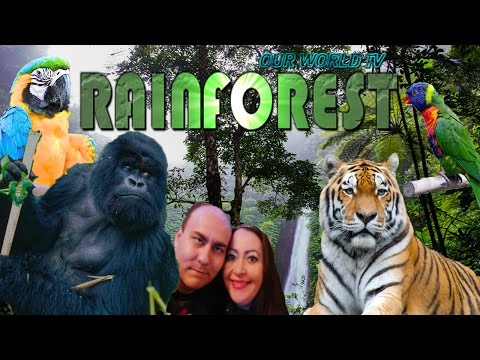 RAINFOREST | Dancing Gorillas, Tigers, Elephants, Hypnotic Snakes and more Video