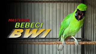 Download lagu 🔴BWI ‼️MASTERAN CUCAK IJO JAMTROK GACOR ASLI BEBECI BANYUWANGI mp3