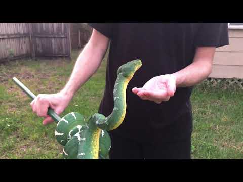 Mayamara - Northern Emerald Tree Boa handling (Corallus Caninus)