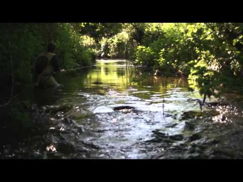 Overgrown - Fly fishing for wild brown Trout on an English Stream 