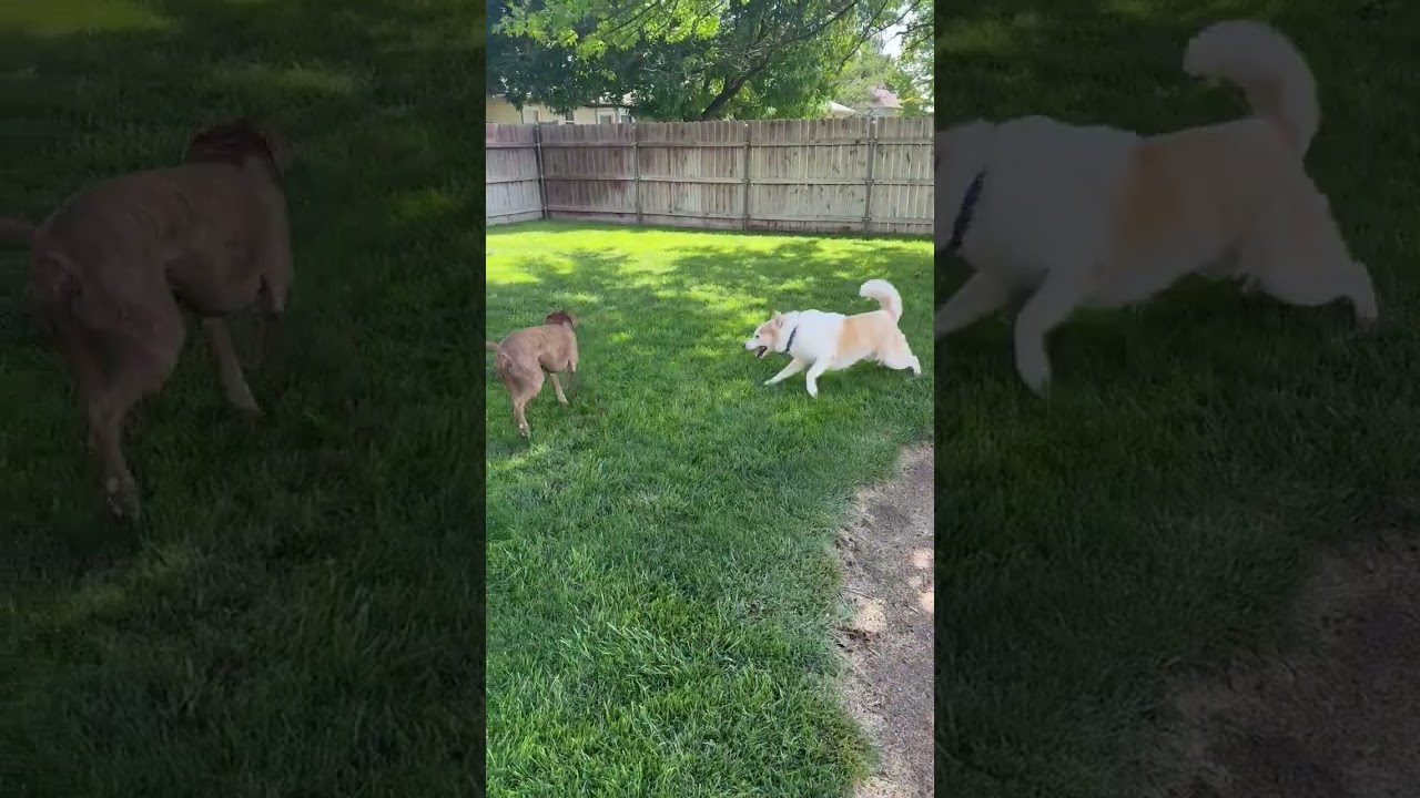 Marlon, a Adoptable Siberian Husky in Kingman, KS video 3/3