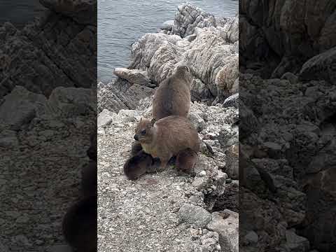 Rock Dassie Family Moments: Adorable Babies with Mom #r62adventuretours #dassie