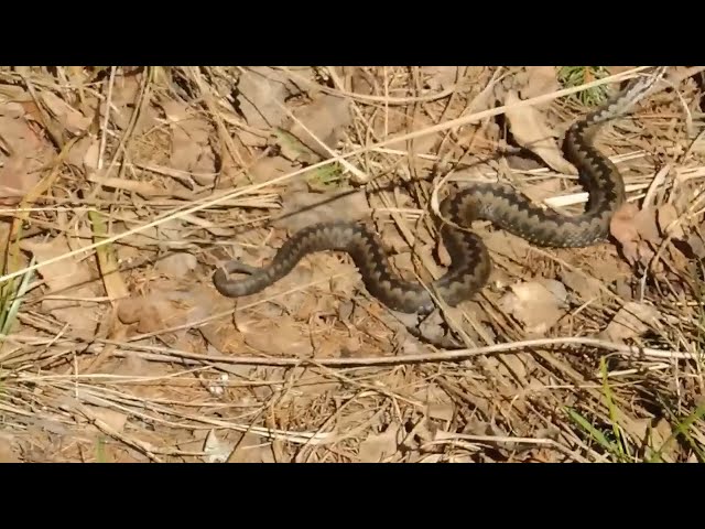 В Иркутской области за июль от укусов ядовитых змей пострадали 7 детей